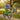 Kids Bikes