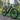 Mountain Bikes (MTB)