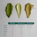 Three types of green powders in the shape of leaves with a comparison chart below on a gray background.