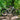 Falcon Horizon Crossbar Electric Hybrid Bike