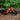 HOY Weee! 12" Balance Bike