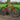 Squish 26" Kids Bike